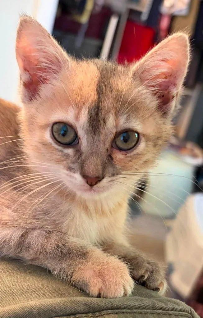 A baby large-sized female Domestic Short Hair cat named Gema for adoption in Augusta, GA