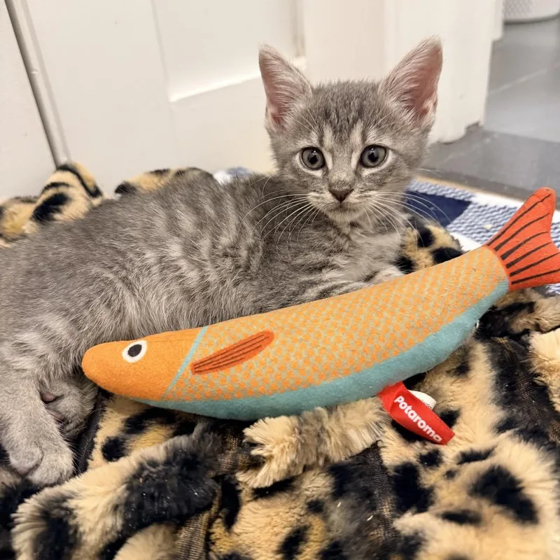 A baby small-sized female Brown / Chocolate Domestic Short Hair cat named Kat for adoption in Middle Village, NY