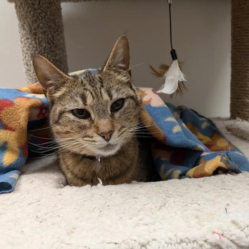 A young small-sized female Brown / Chocolate Domestic Short Hair cat named Gibson for adoption in Falls Church, VA