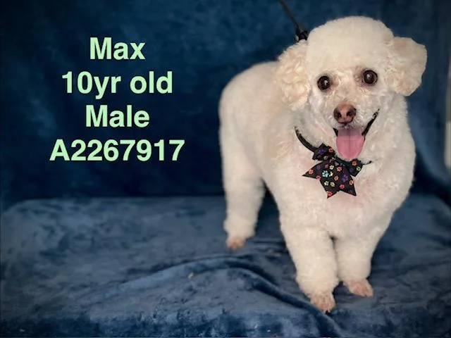 A senior small-sized male Poodle dog named Max for adoption in Los Angeles, CA
