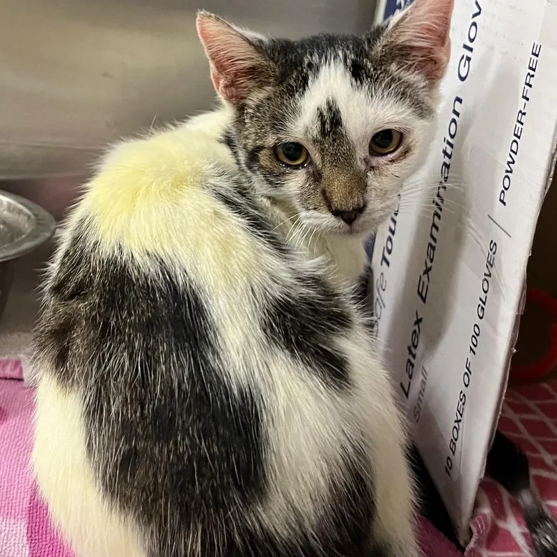 A baby small-sized female White Domestic Short Hair cat named Goldfish for adoption in Jacksonville, FL
