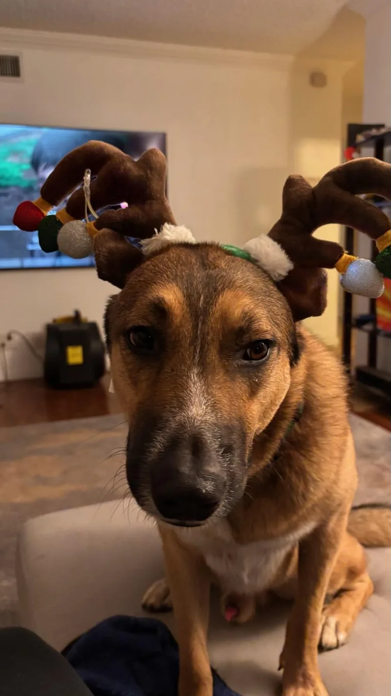 Harley Davidson Vroom !