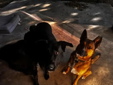 Harley Davidson Vroom ! thumbnail 2