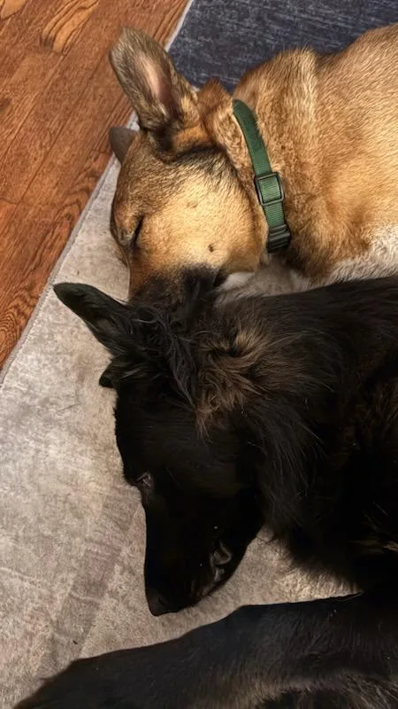 Harley Davidson Vroom ! thumbnail 3