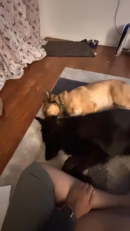 Harley Davidson Vroom ! thumbnail 4