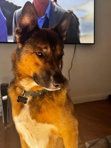 Harley Davidson Vroom ! thumbnail 5