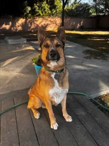 Harley Davidson Vroom ! thumbnail 6