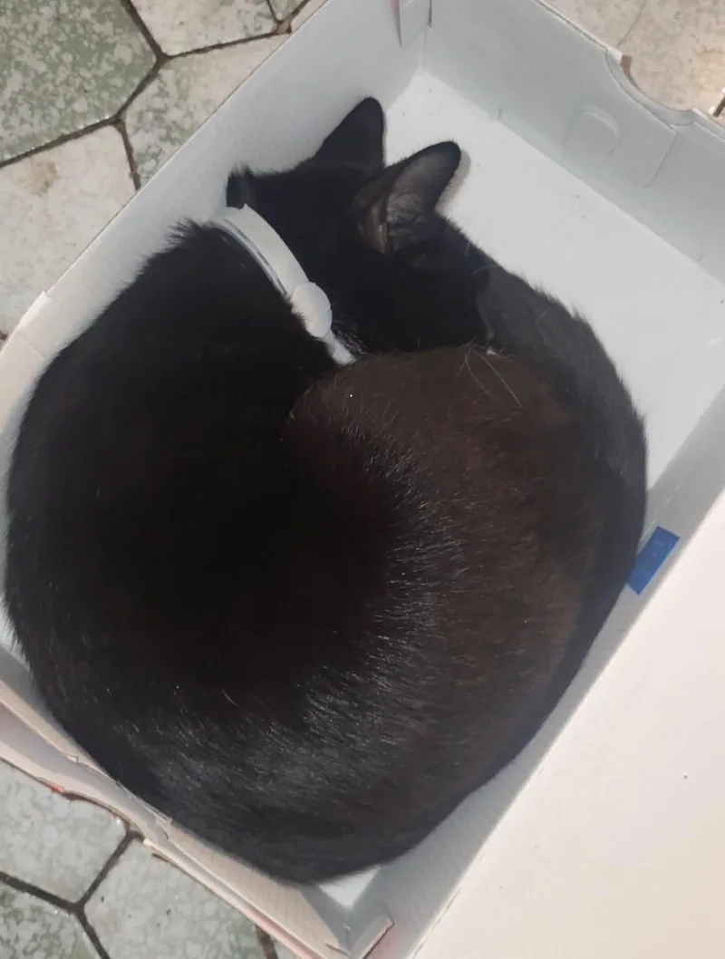 Bonnie B thumbnail 2