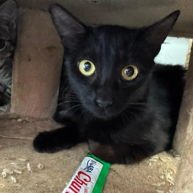 An adult medium-sized female Black Domestic Short Hair cat named Malie for adoption in Volcano, HI