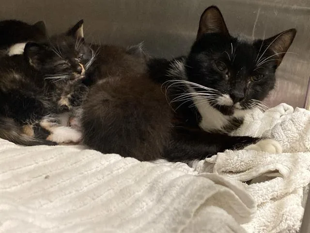 A baby small-sized male Domestic Short Hair cat named Grant for adoption in Tustin, CA