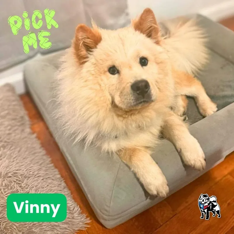 Aventura Aka Vinny
