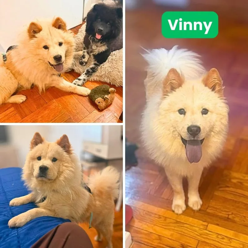 Aventura Aka Vinny thumbnail 2