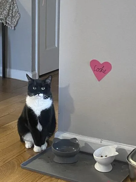 An adult medium-sized male Domestic Short Hair cat named Serge for adoption in New York, NY