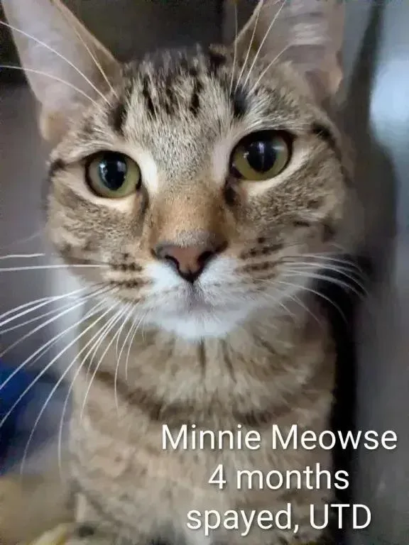 A baby small-sized female Domestic Short Hair cat named Minnie Meowse for adoption in Grand Rapids, MI