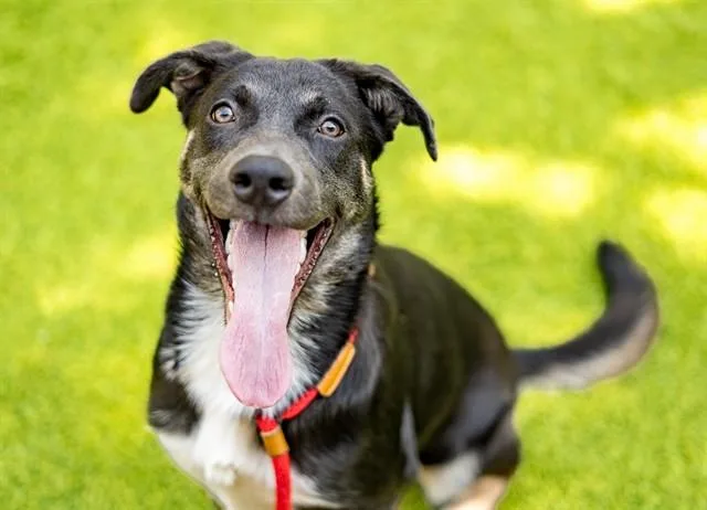 A baby medium-sized female German Shepherd Dog dog named Sky for adoption in San Jose, CA