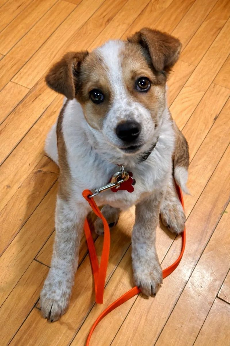 A baby medium-sized male Red / Chestnut / Orange Australian Cattle Dog / Blue Heeler dog named Lloyd for adoption in Minnetrista, MN