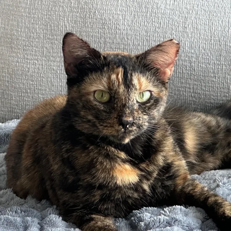Daisy