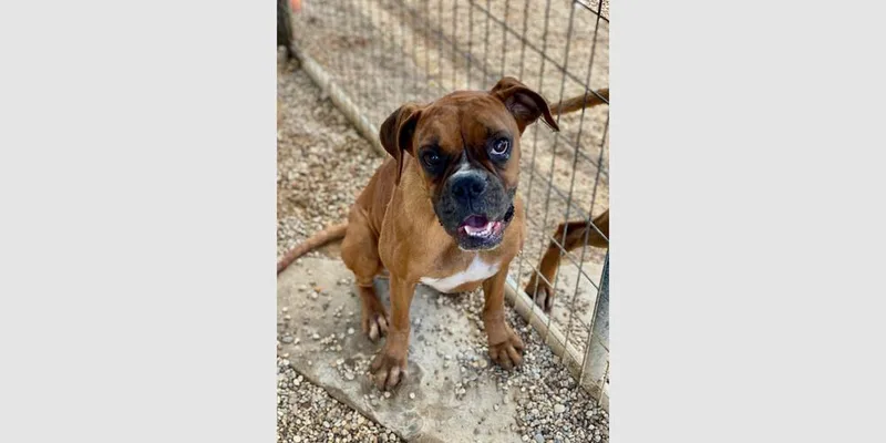 A young medium-sized female Boxer dog named Evian for adoption in Hewitt, TX