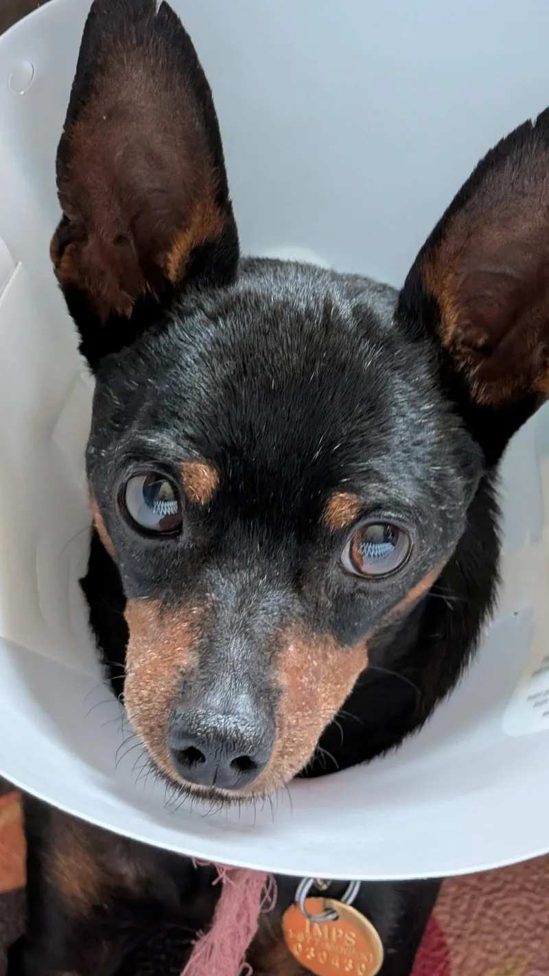 Hunter