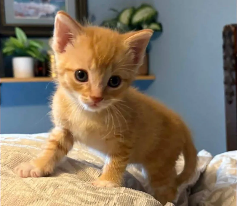 A baby medium-sized male Domestic Short Hair cat named Widget for adoption in Medford, WI