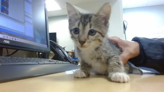 A baby small-sized female Domestic Short Hair cat named Mavis for adoption in Miami, FL