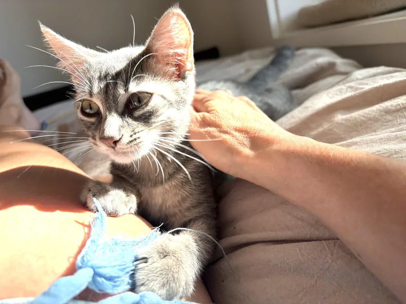 A baby medium-sized male Domestic Short Hair cat named Cesar and Pepper for adoption in Brooklyn, NY