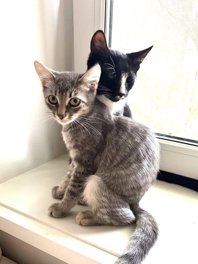 Cesar and Pepper thumbnail 2