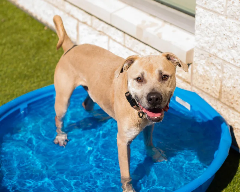 An adult medium-sized male American Staffordshire Terrier dog named Ace for adoption in Mont Belvieu, TX