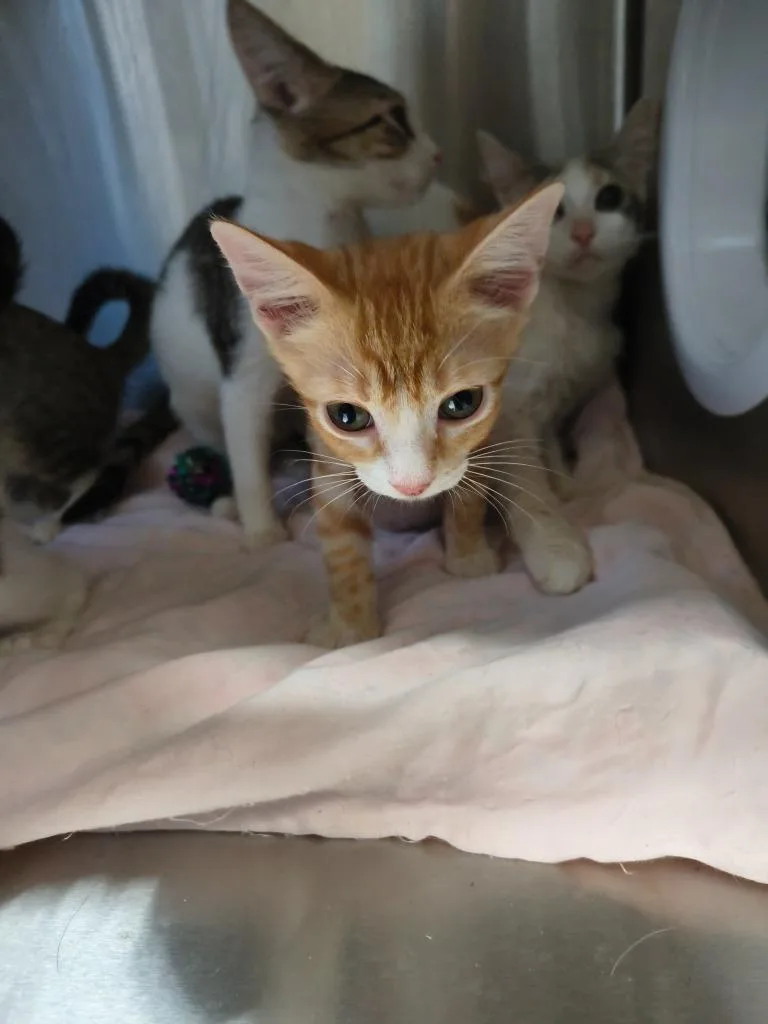 A baby medium-sized male Domestic Short Hair cat named LIttlefoot for adoption in Maryville, TN