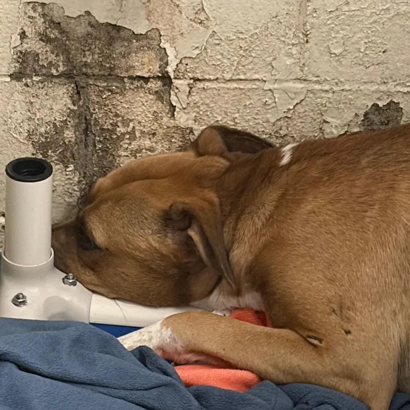 An adult medium-sized male Brown / Chocolate Mixed Breed dog named Aedion for adoption in Charleston, WV