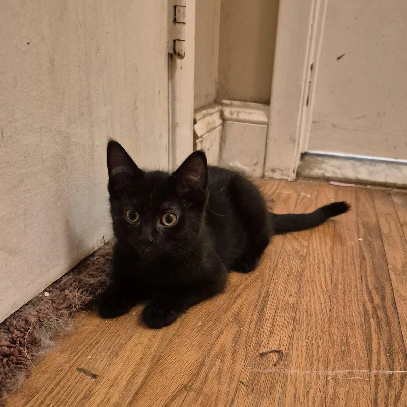 A baby medium-sized female Black Domestic Short Hair cat named Echo for adoption in Rochester, NY