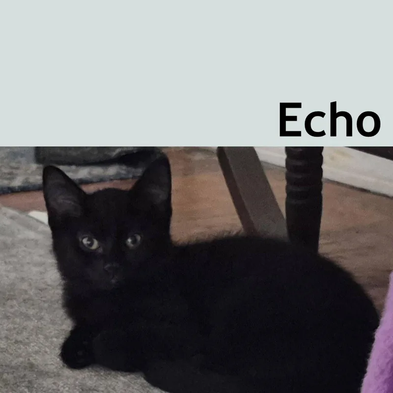Echo thumbnail 2