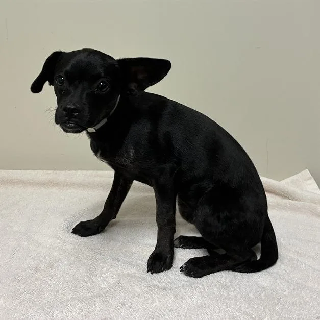 A baby small-sized female Black Chihuahua dog named AOlive for adoption in Bend, OR