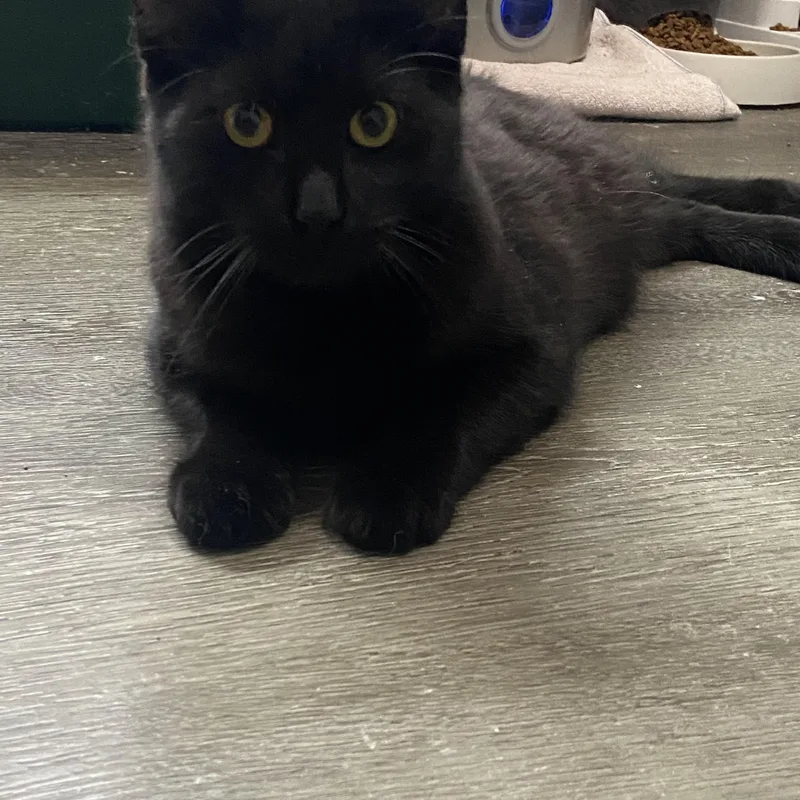 Blitzer & Maurice thumbnail 2