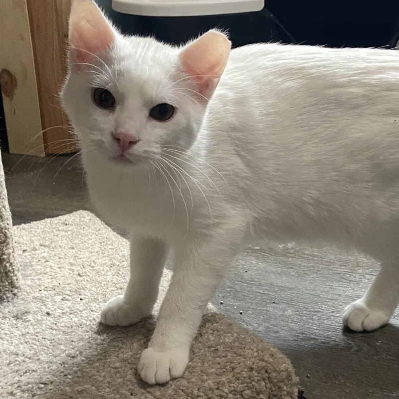 Blitzer & Maurice thumbnail 3