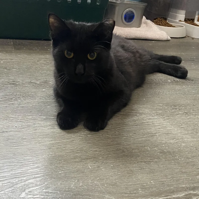 Blitzer & Maurice thumbnail 4