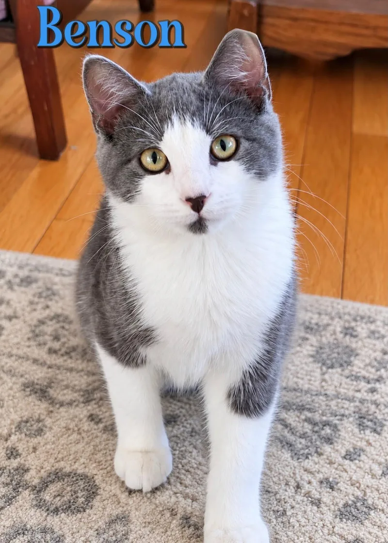 A baby medium-sized male Gray & White Domestic Short Hair cat named Benson for adoption in Spring Lake, NJ