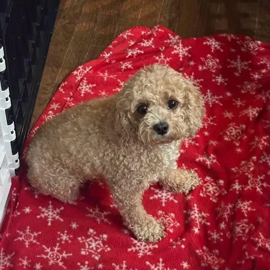 An adult small-sized female Yellow / Tan / Blond / Fawn Cavapoo dog named Goldie for adoption in Blue Springs, MO