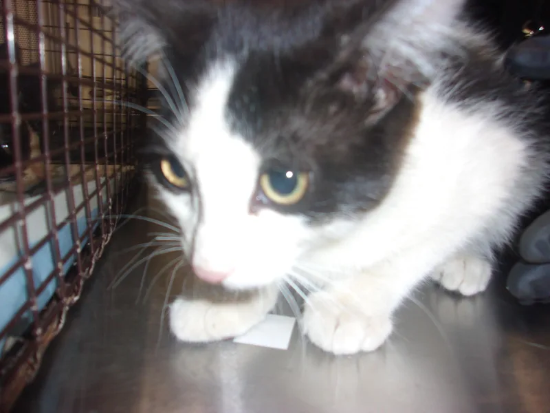 A baby medium-sized male Domestic Short Hair cat named Snecky for adoption in Van Nuys, CA