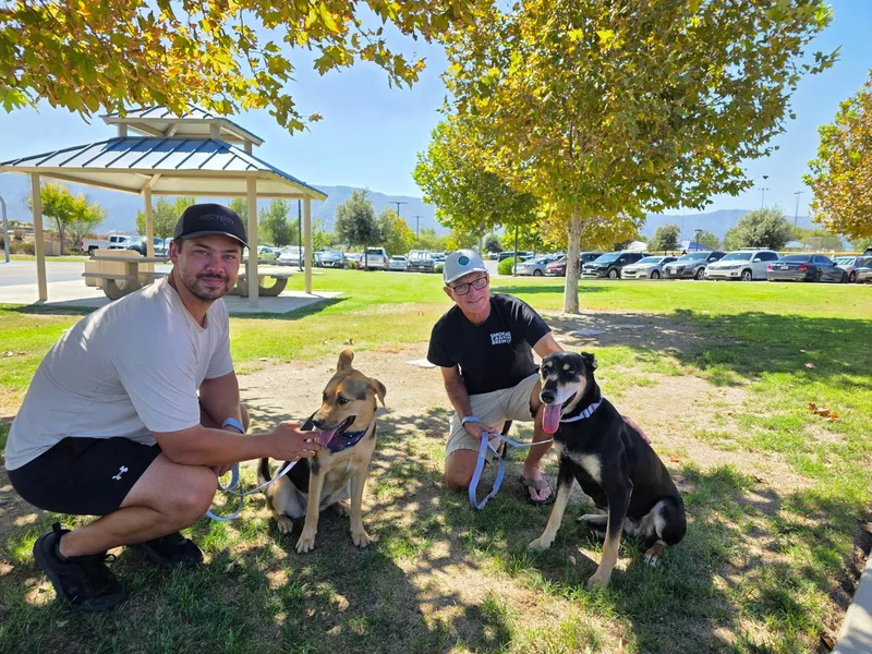 An adult medium-sized female Doberman Pinscher dog named Doris for adoption in Menifee, CA