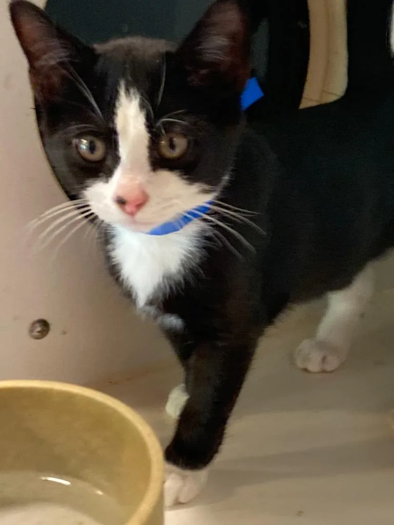 A baby medium-sized male Domestic Short Hair cat named Swordfish for adoption in Cumming, GA