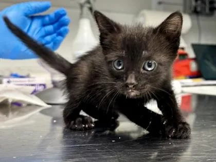 A baby small-sized female Domestic Short Hair cat named Shopping Cart for adoption in Daytona Beach, FL