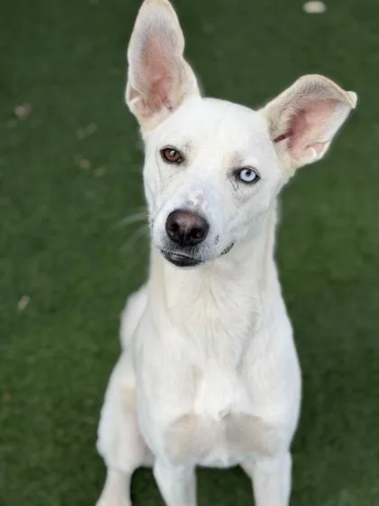 An adult large-sized male White / Cream Labradoodle dog named Banshee for adoption in Sacramento, CA