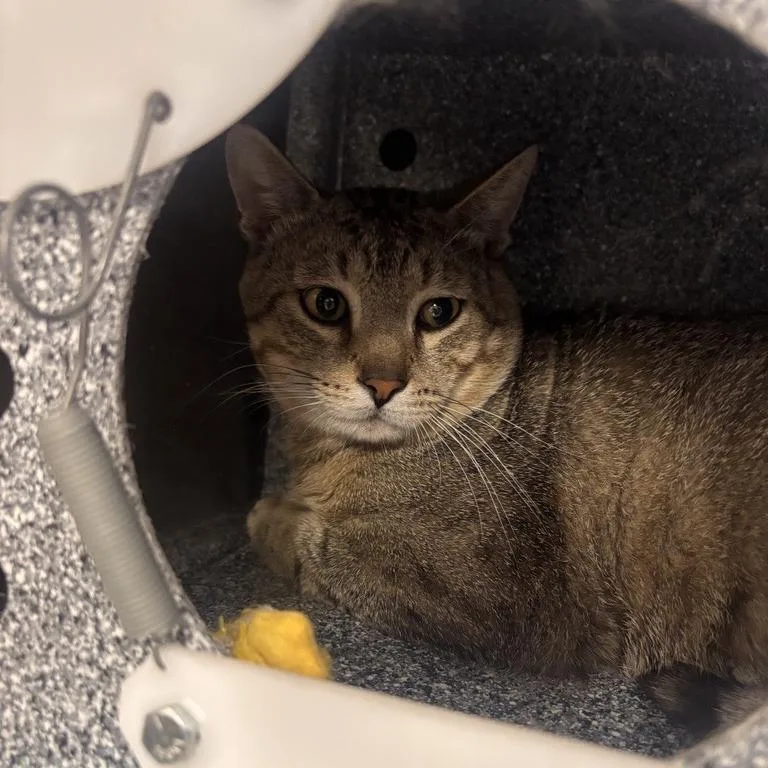 An adult large-sized male Brown / Chocolate Domestic Short Hair cat named Thomas O'malley for adoption in Salt Lake City, UT