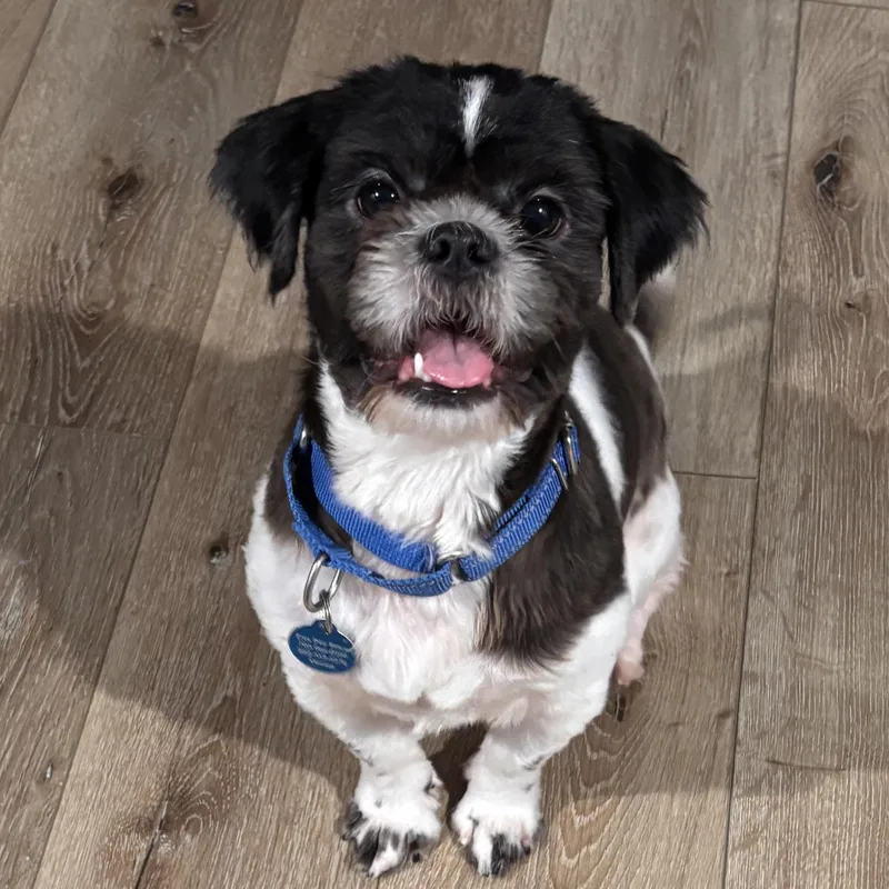 A young small-sized male Black Shih Tzu dog named Alfie for adoption in Chatham, NJ