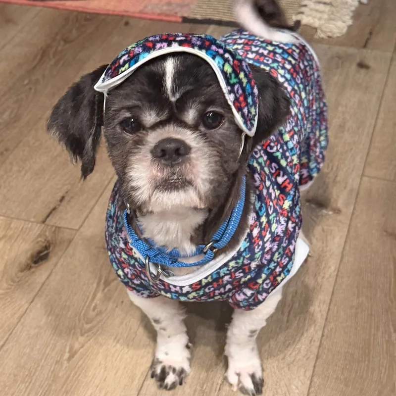 Alfie thumbnail 2