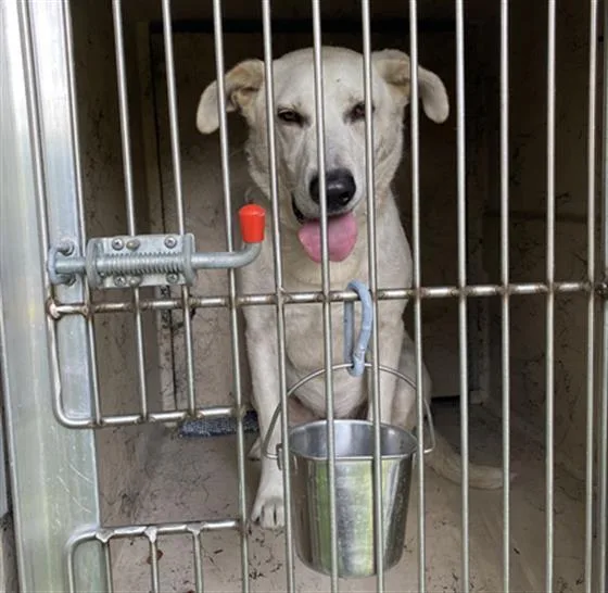 An adult large-sized male Labrador Retriever dog named Kenny for adoption in Indianapolis, IN