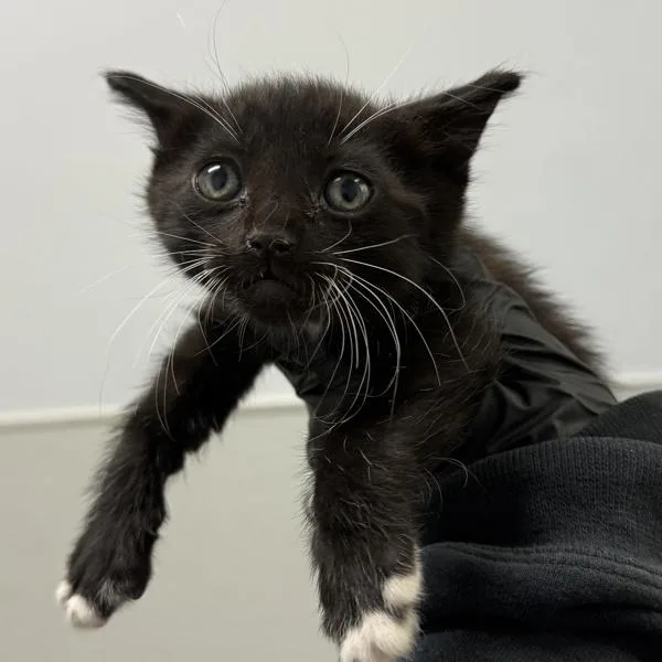 A baby small-sized male Domestic Short Hair cat named Marcus for adoption in Oceanside, CA