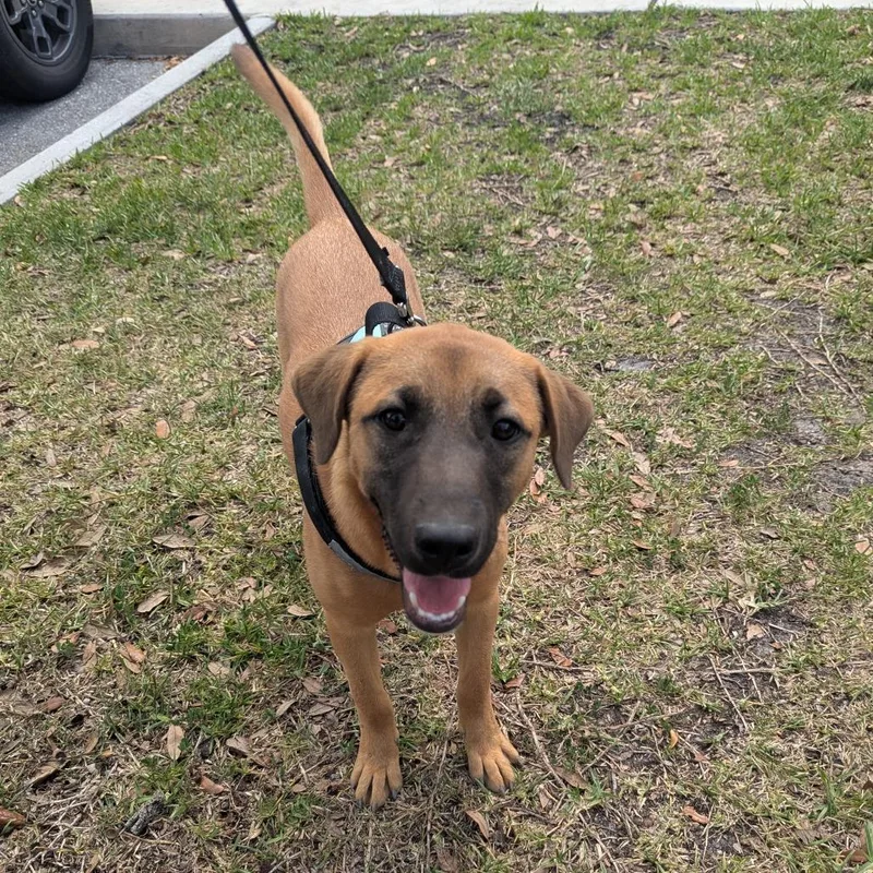 Danny Mango thumbnail 2