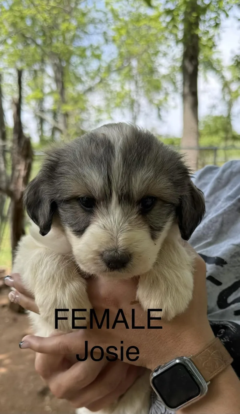 Josie